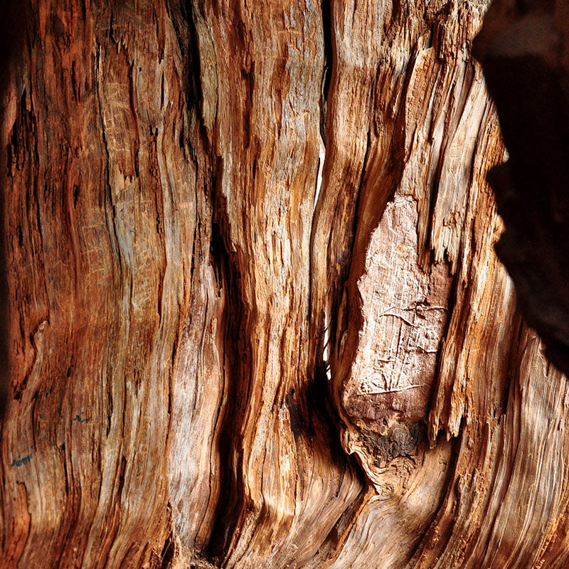 CEDAR & CEDARWOOD PERFUMES