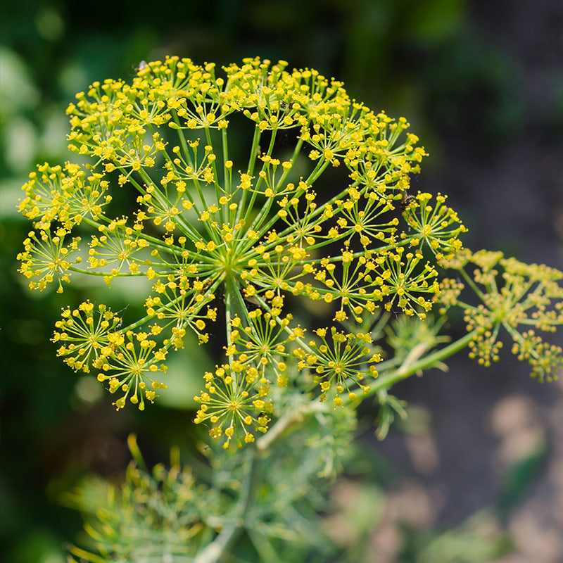 GALBANUM PERFUMES