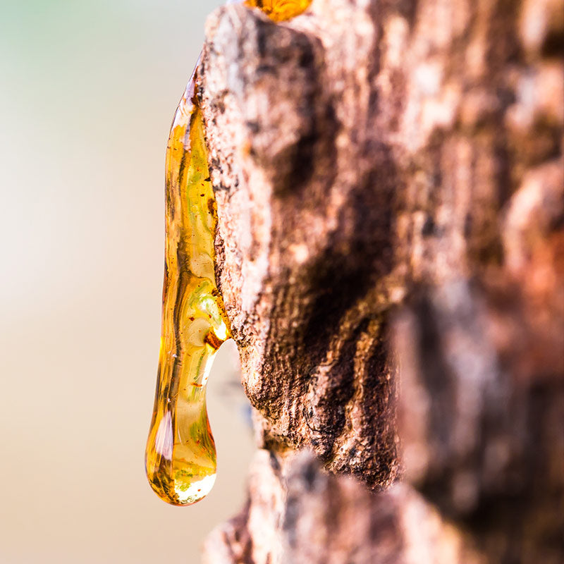 RESIN & BALSAMIC PERFUMES