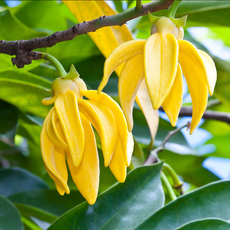 YLANG-YLANG PERFUMES