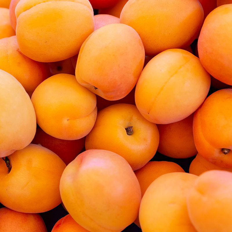 APRICOT PERFUMES