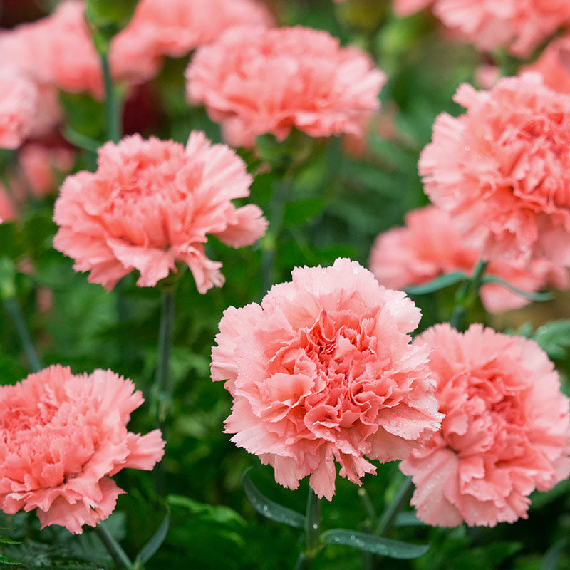 CARNATION PERFUMES