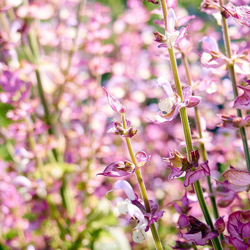 CLARY SAGE PERFUMES