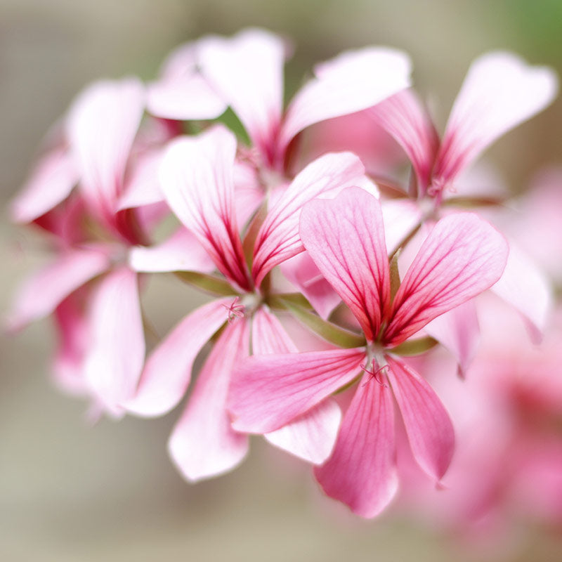 ROSE GERANIUM PERFUMES