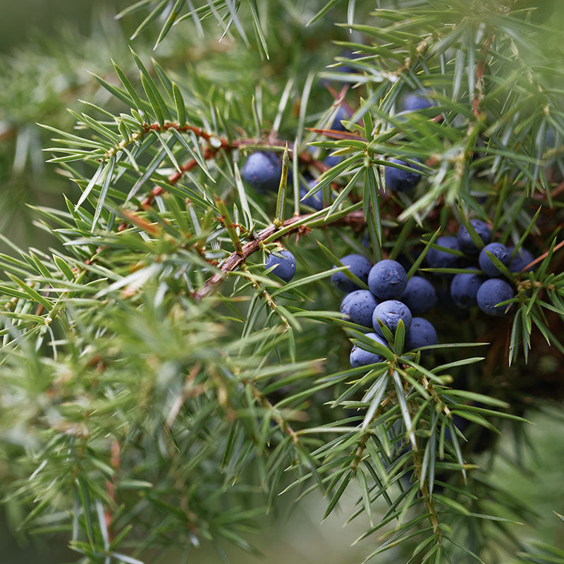 JUNIPER & JUNIPER BERRY PERFUMES