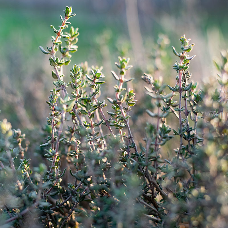 THYME & OREGANO PERFUMES