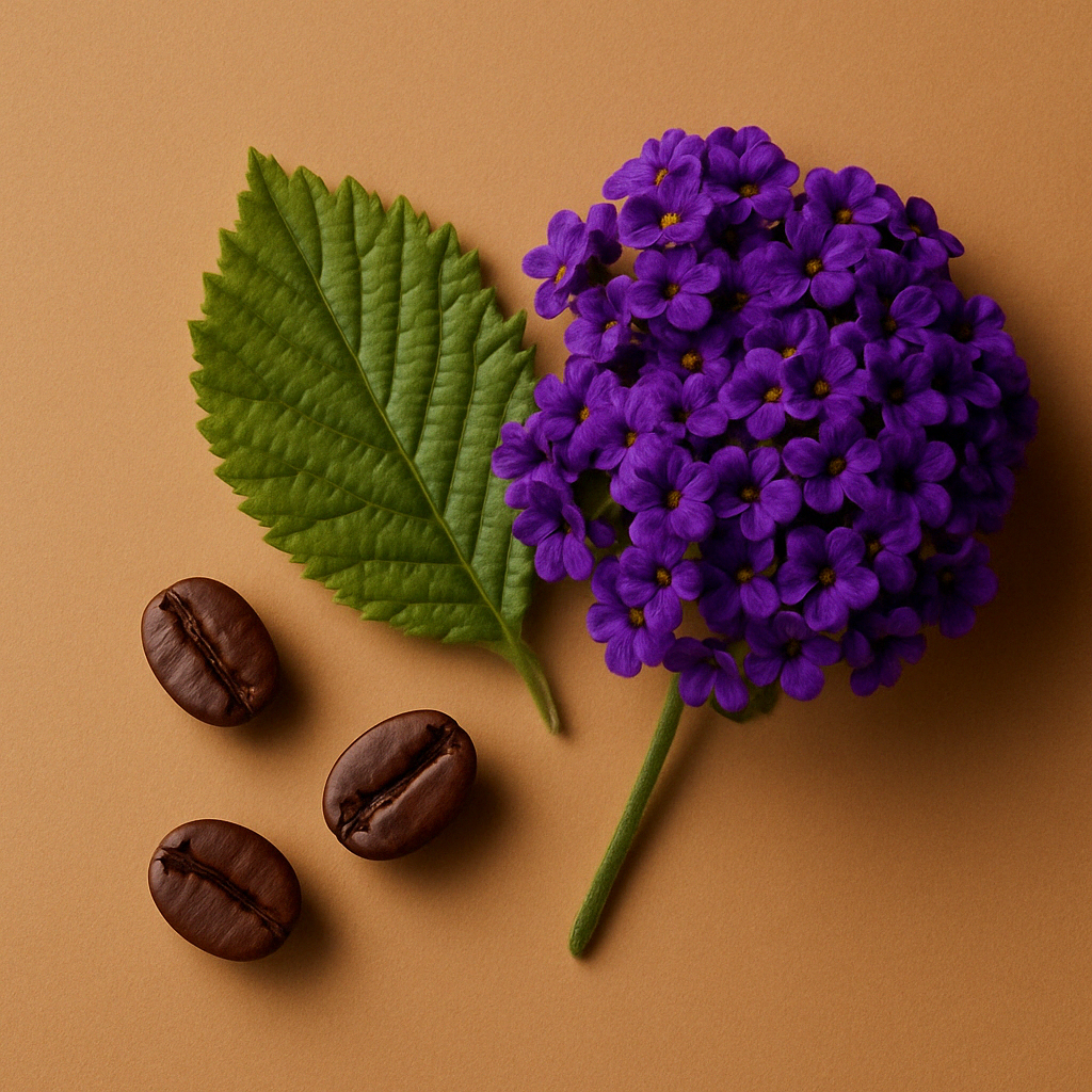 Ein Bündel lebhafter violetter Heliotropblüten, ein grünes Blatt und drei dunkel geröstete Kaffeebohnen auf braunem Hintergrund.